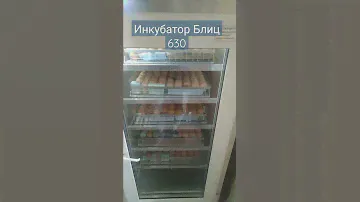 Инкубация кур , инкубатор Блиц 630 #жизньвдеревне