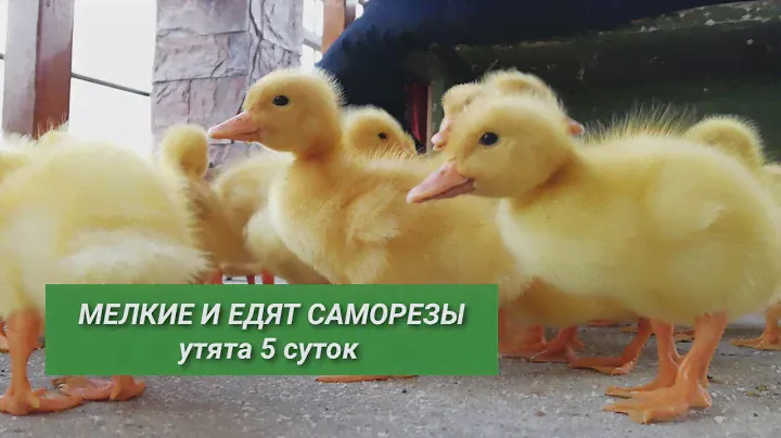 Покупка утят - утята 5 суток от покупки до забоя