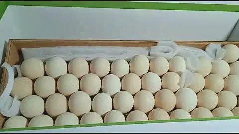 Инкубатор Норма Парка 120