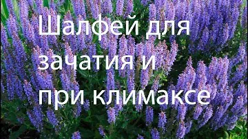 Шалфей для зачатия и при климаксе. 🍃 Лечебные свойства, применение и противопоказания