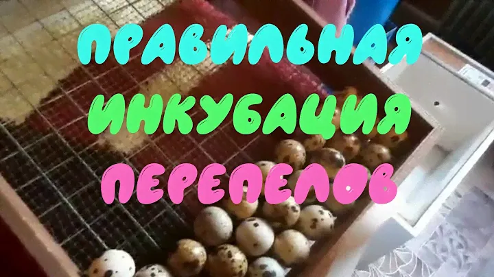 Инкубация перепелиных яиц  Полный цикл