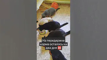 Просим поддержать пушистиков кормами 🙏 #lovecat #cat #котик #бездомнаякошка